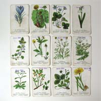 Quartett, Spielkarten, Pflanzen- und Blumenmotive